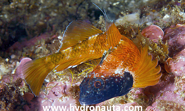 Tripterygion delaisi